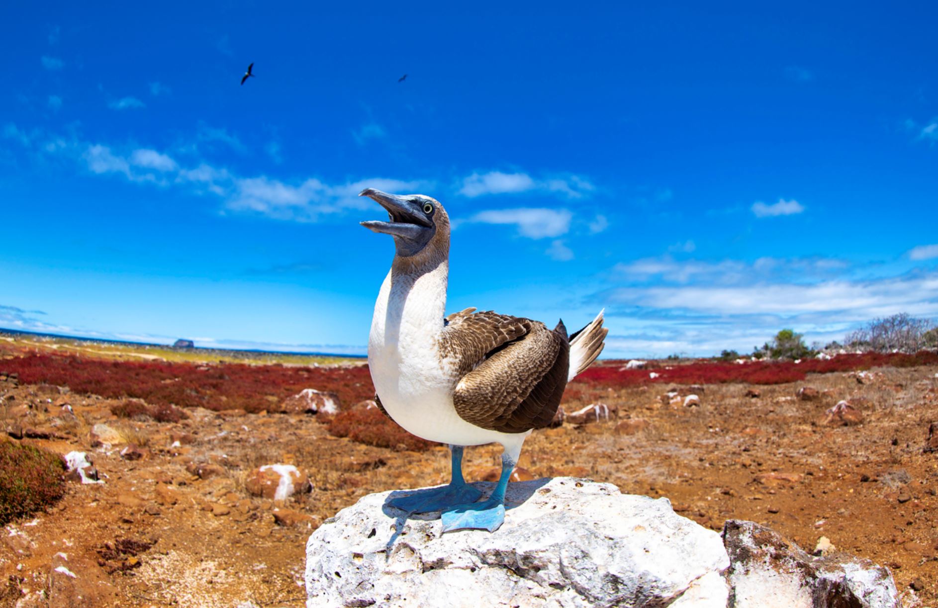 Blue-footed Booby | Galapagos Cruises